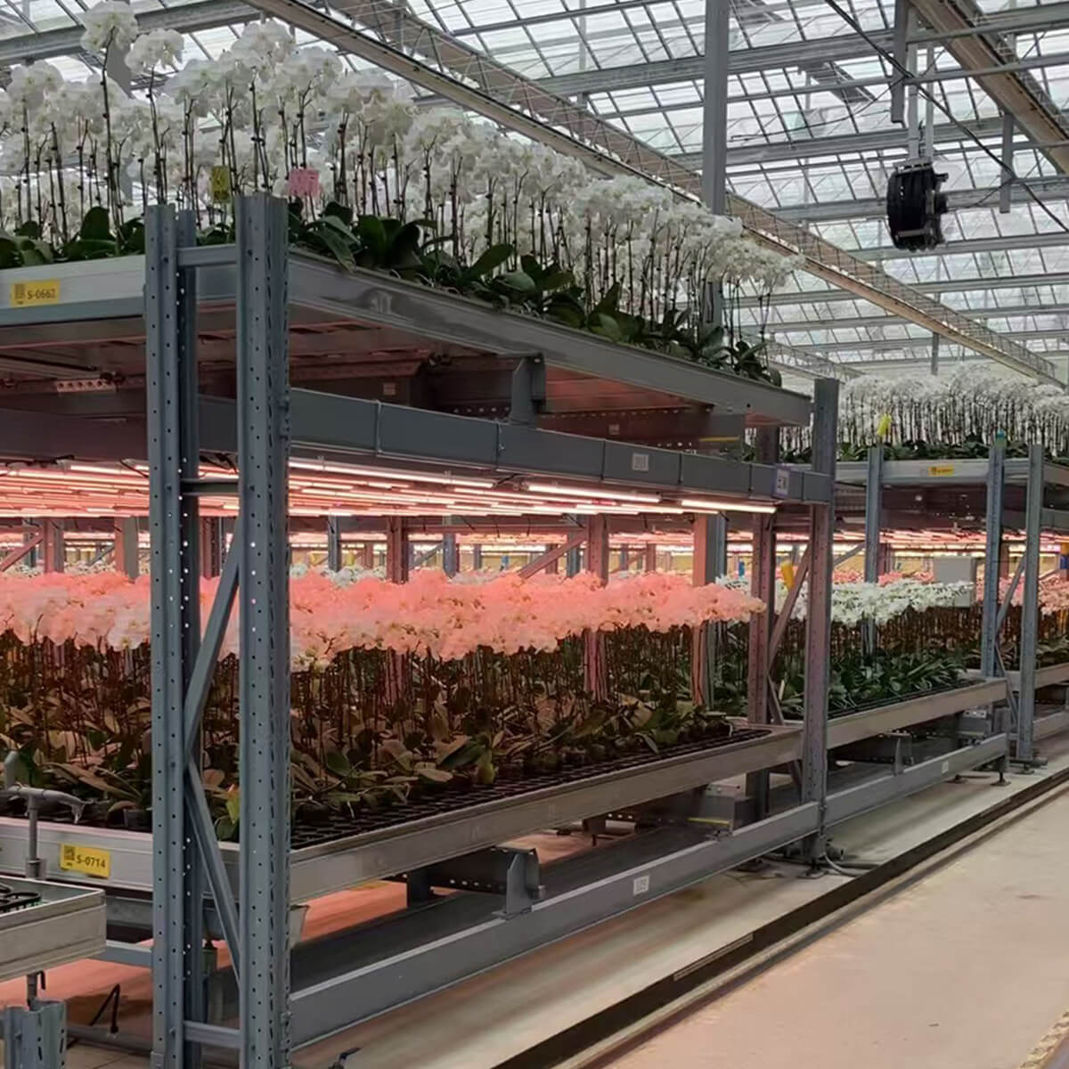 18W T5 Greenhouse LED Tube on multi-tier cultivation bench
