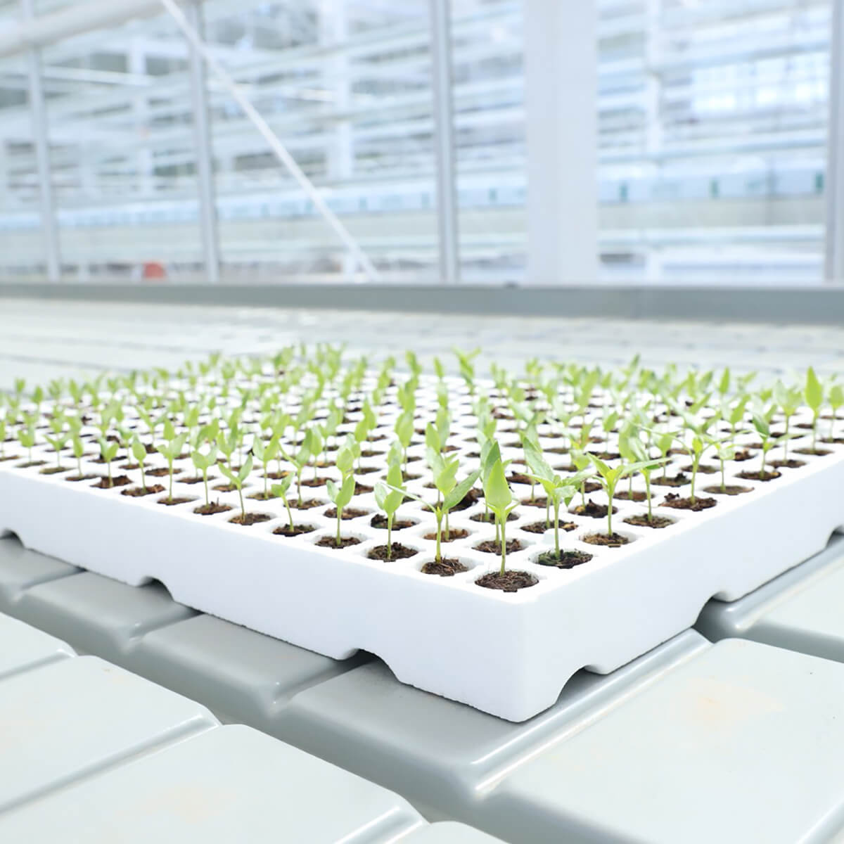 Propagation