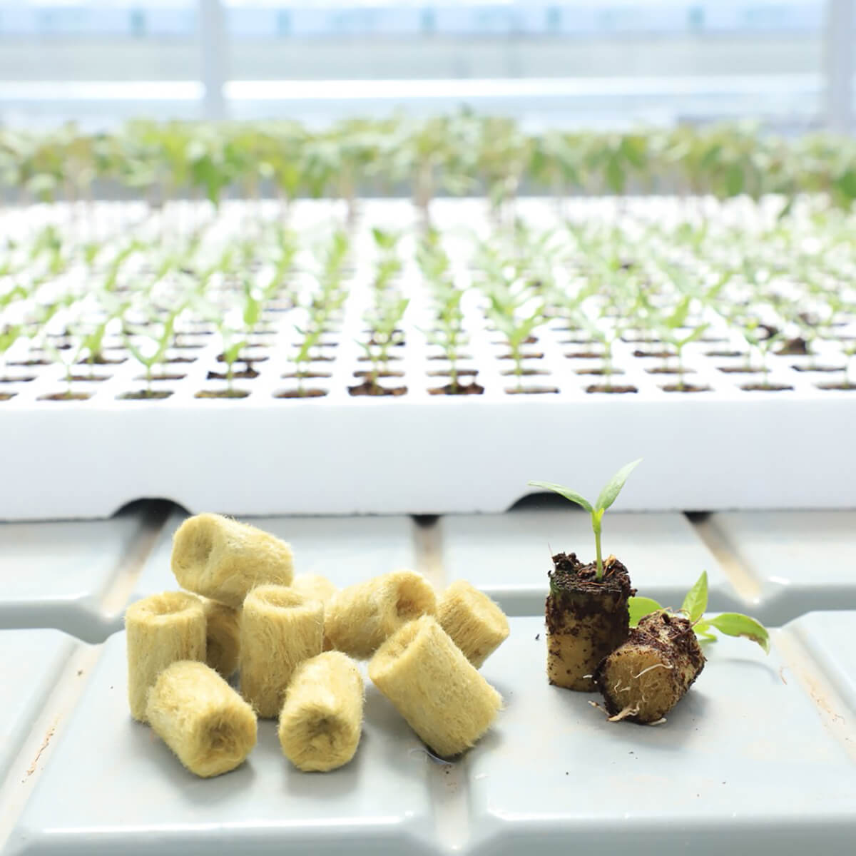 240 cell foam tray with rock wool plugs for plant seedling propagation