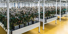 Cannabis cultivation