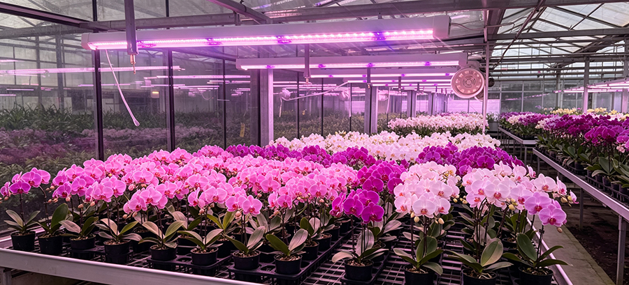 Flowering & Quality