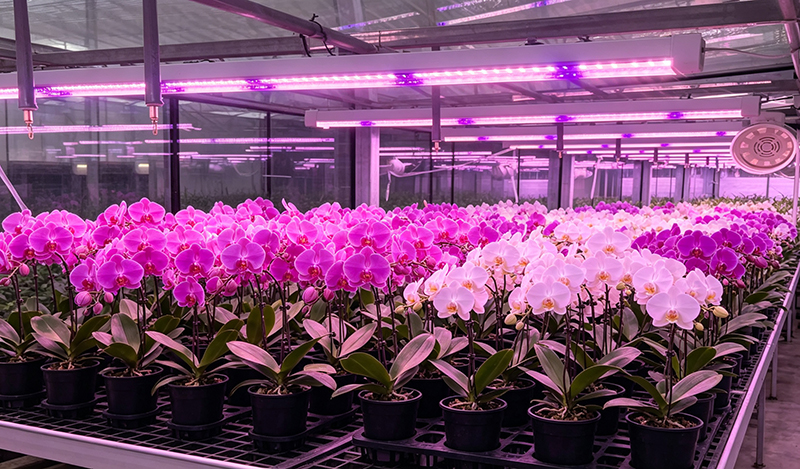 Professional floriculture LED lighting