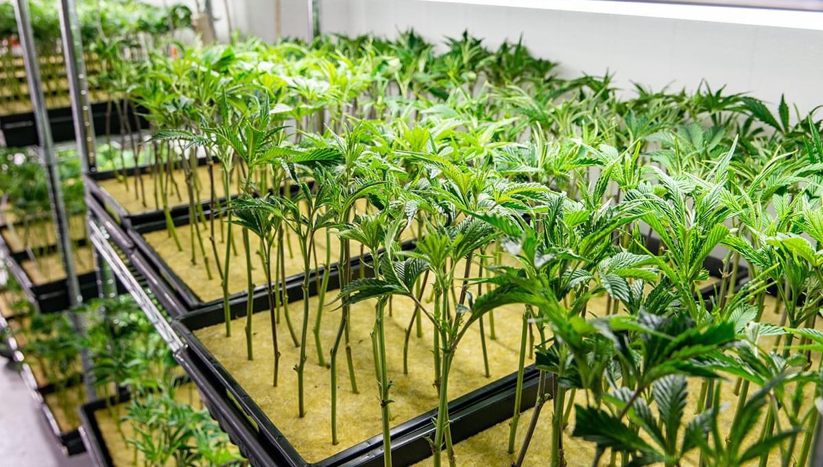 Propagation Trays