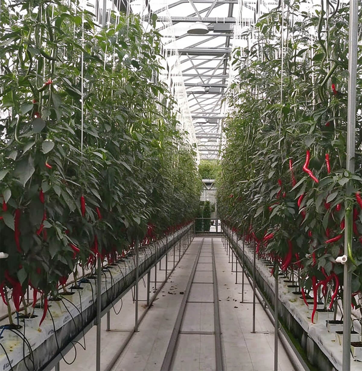 rock wool slab for peppers in commercial greenhouse farming