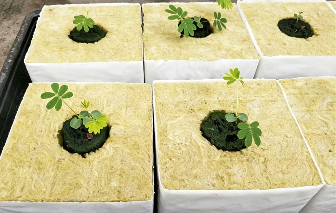 Transplanting