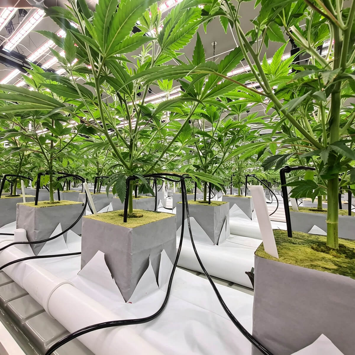 rock wool growing block for indoor hydroponic plant growing