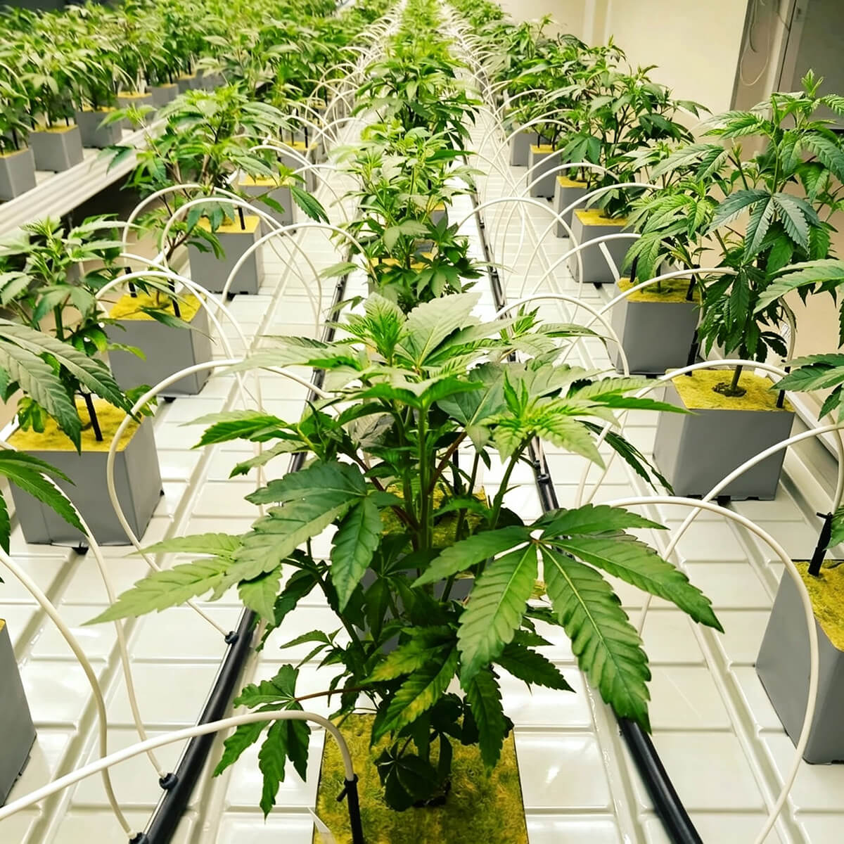 cannabis rock wool growing block RM-100S for commercial indoor hydroponic farm