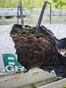 Coco peat substrate root zone degradation in commercial greenhouse cultivation