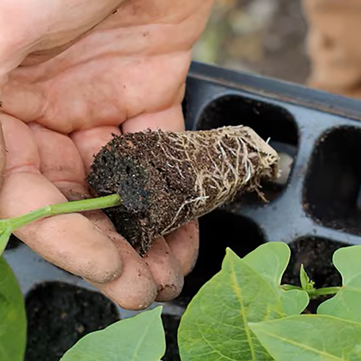 commercial nursery tray for plant seedling rooting and transplanting