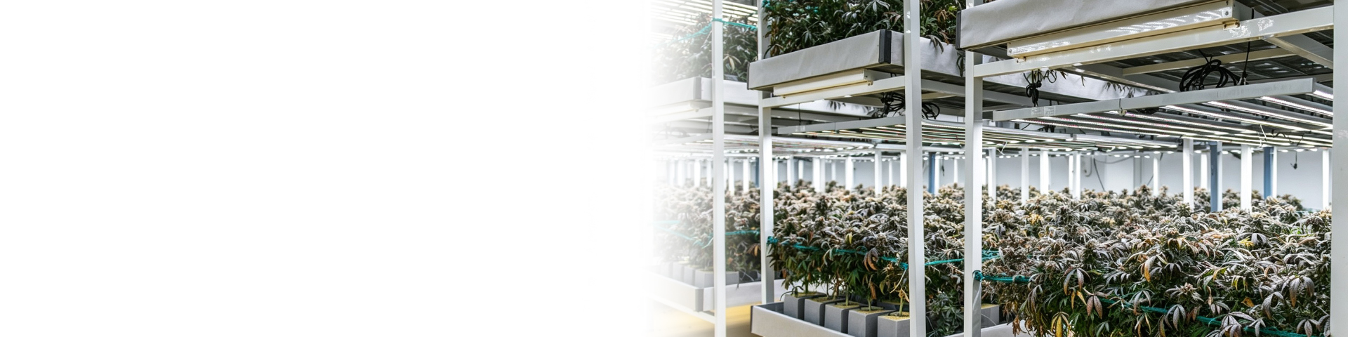 Commercial cannabis production under professional LED lighting