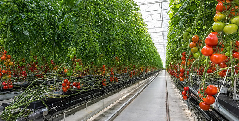 Commercial tomato greenhouse solution - high-performance growing media for large-scale tomato production