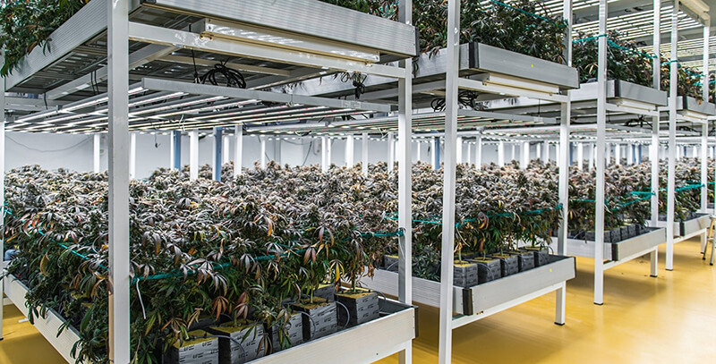 Controlled environment cultivation solution - high-standard growing media for precision-controlled environments