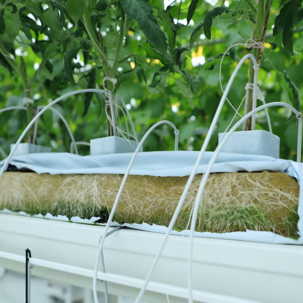 Crop Steering in Stone Wool