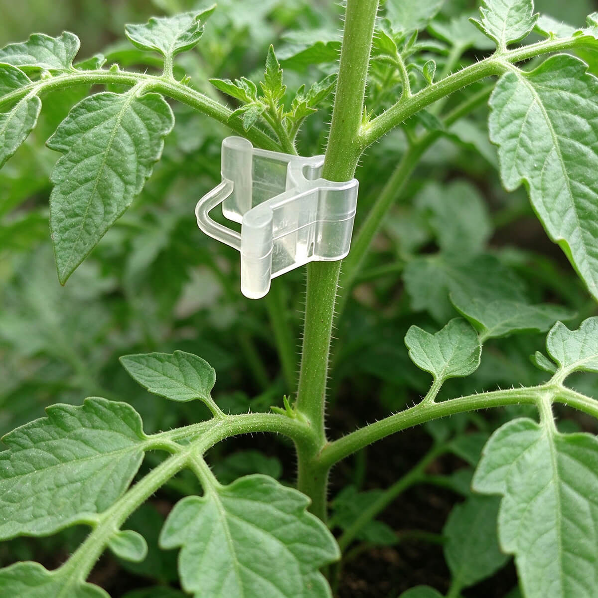 tomato grafting clips for supporting tomato seedling stems