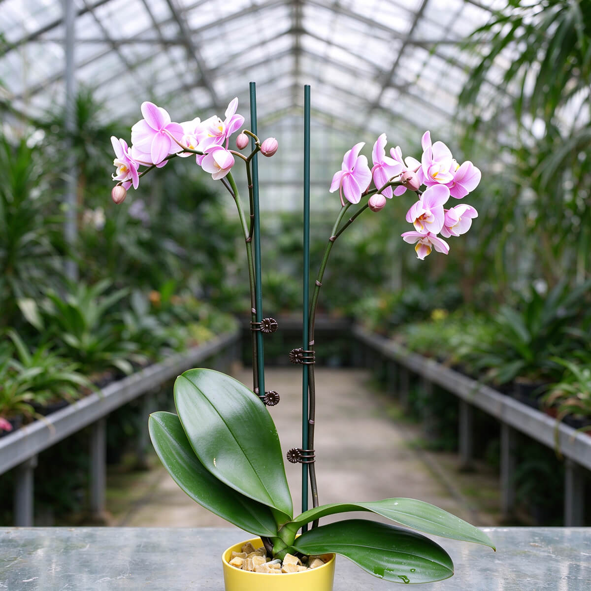 orchid support stakes used for Phalaenopsis flower spike support
