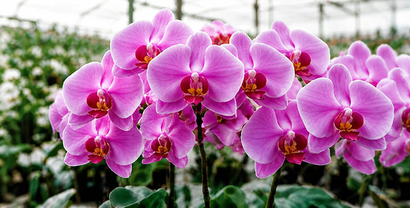 Premium orchid cultivation solution - customized substrate for orchid root growth and flower production