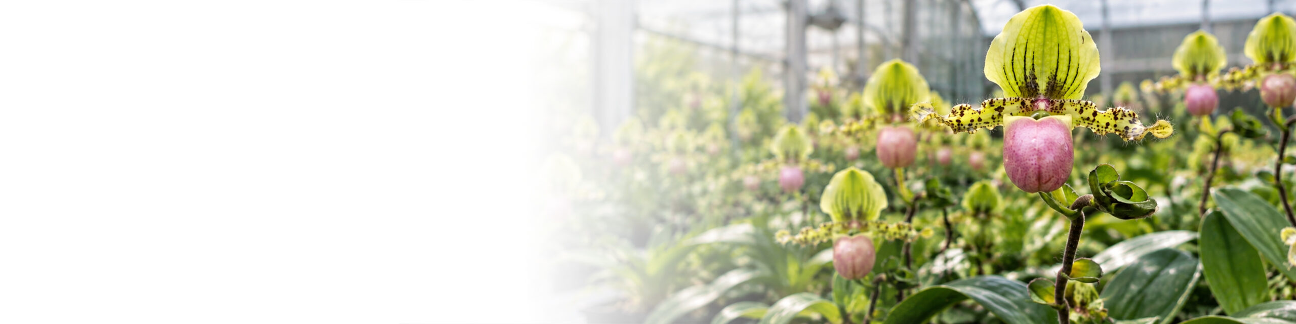 Professional commercial floriculture greenhouse featuring orchids and roses
