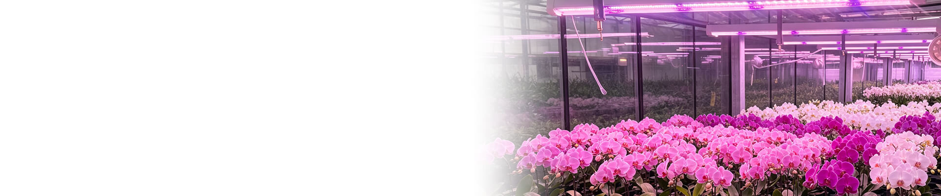 Grofine professional LED grow lights - commercial LED grow lights for greenhouse cultivation