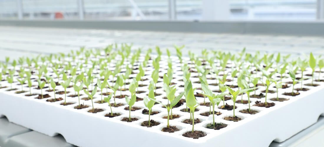 Propagation products - trays and accessories