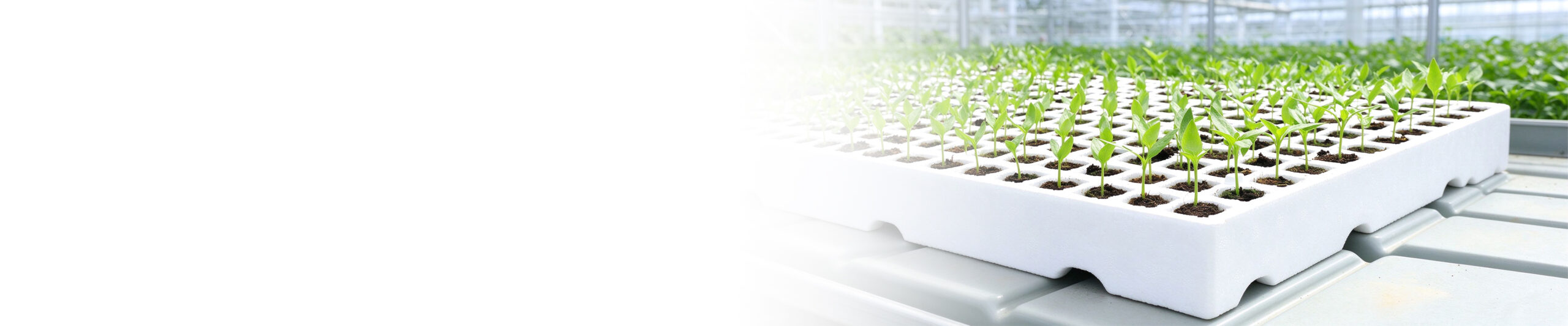 Grofine propagation trays - seedling trays and plug trays for commercial greenhouse propagation