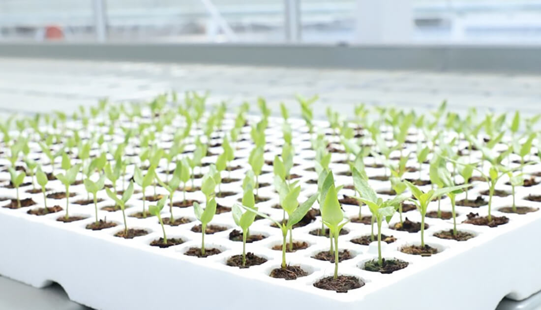 Cultivation accessories for tomato - support plants, improve management