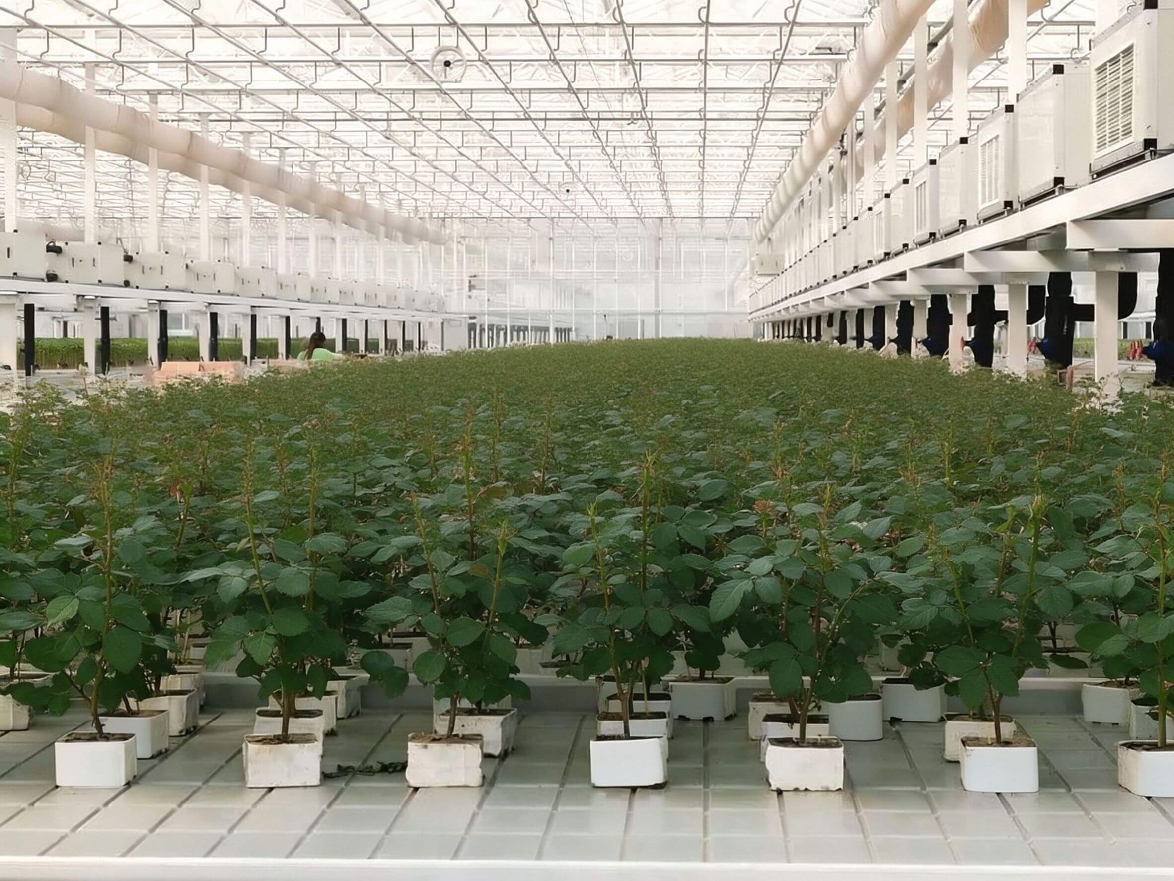Grofine stone wool growing block for commercial rose greenhouse planting