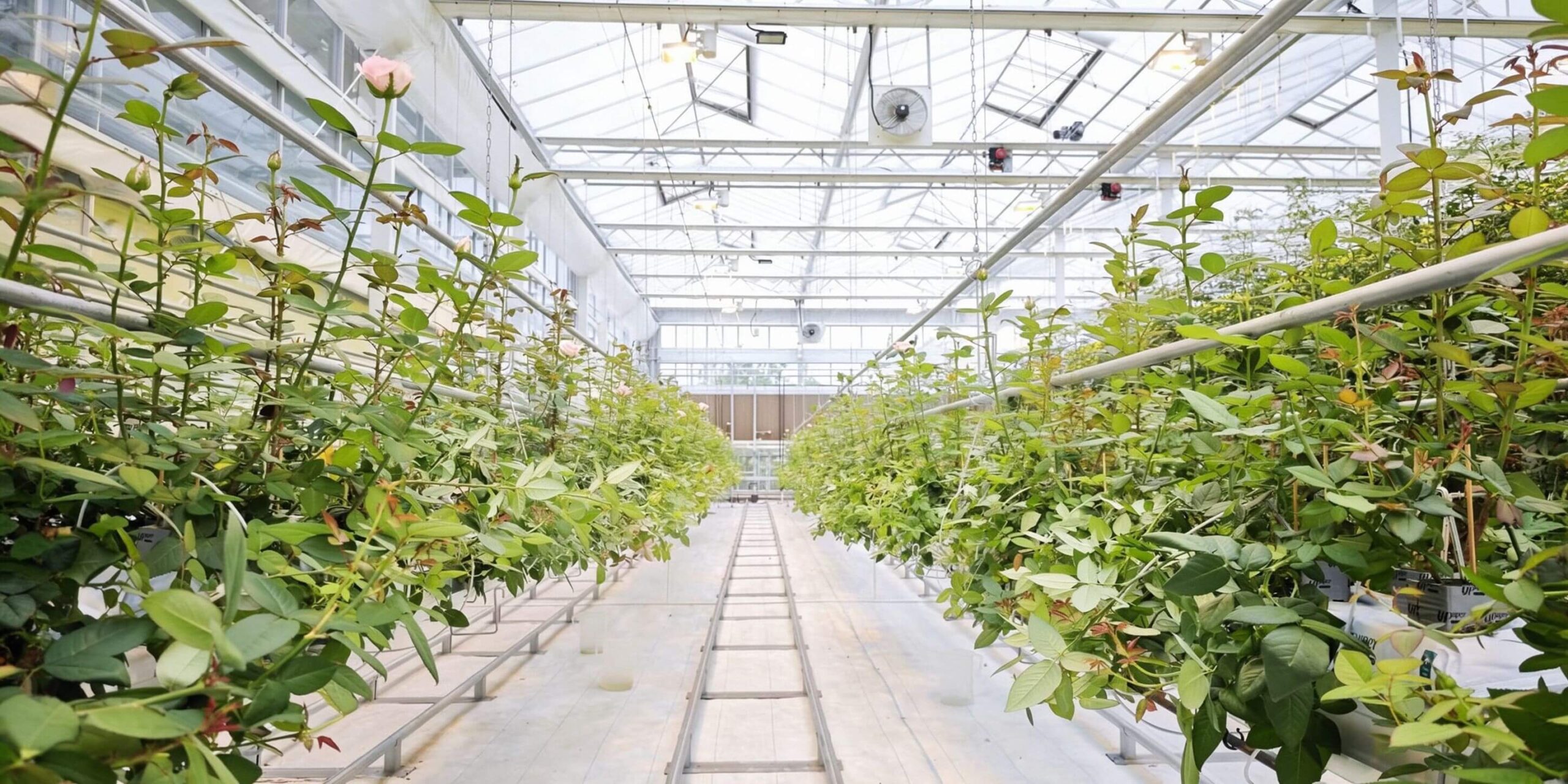 rock wool growing block used in commercial greenhouse production