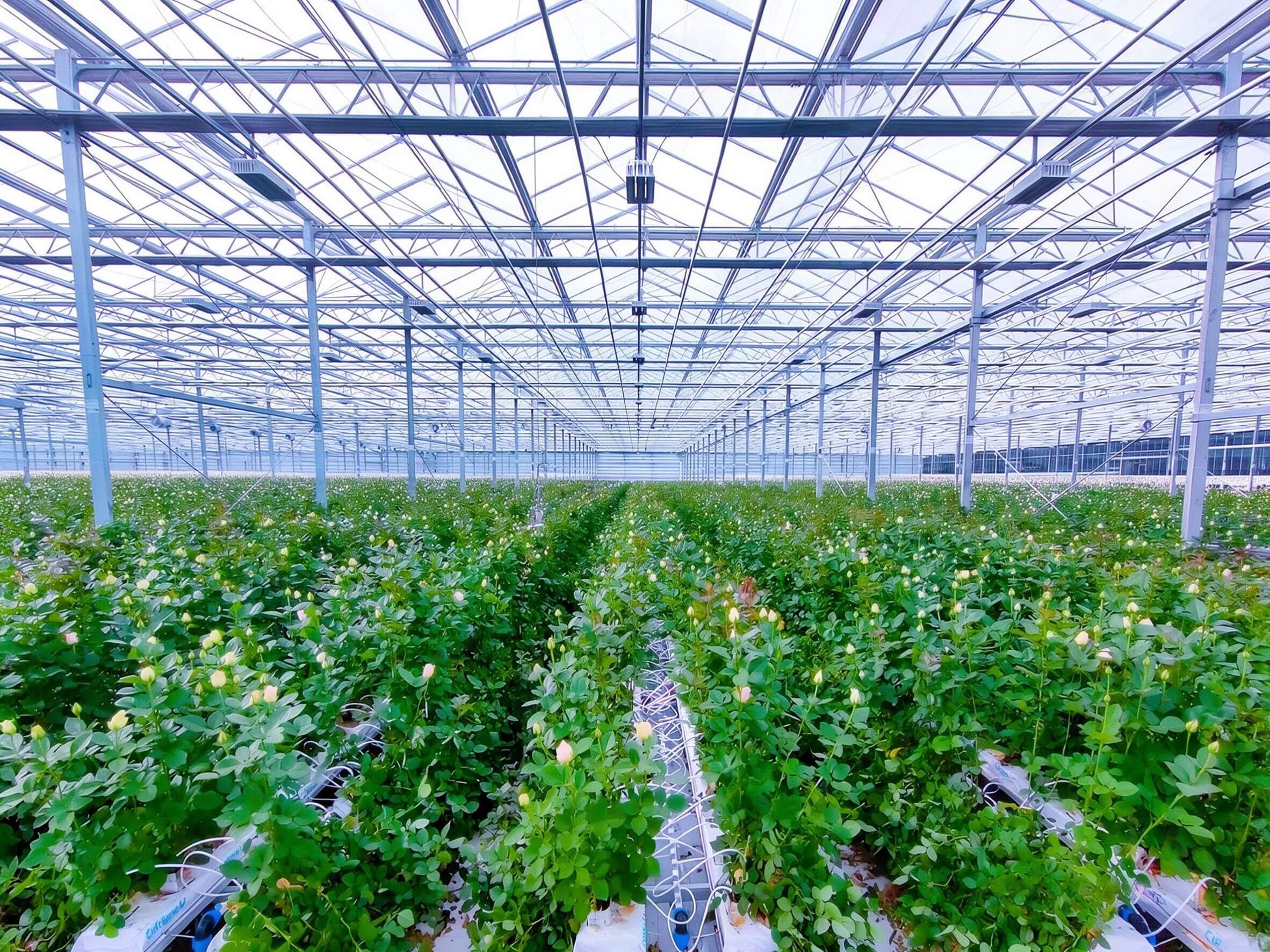 greenhouse growing block for large scale flower farm