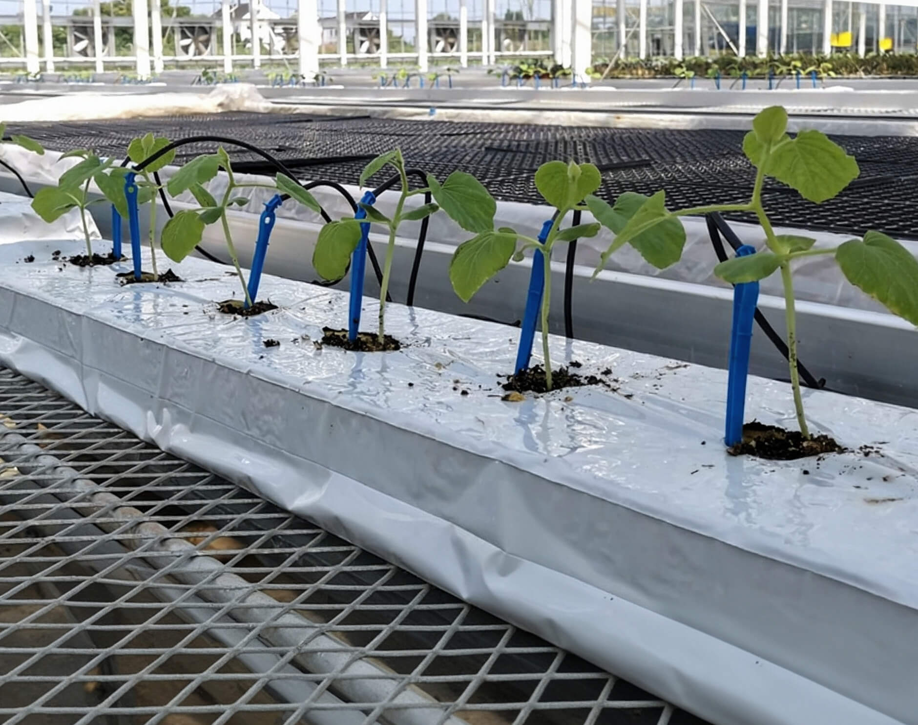 cucumber rock wool slab for young cucumber seedling hydroponic planting