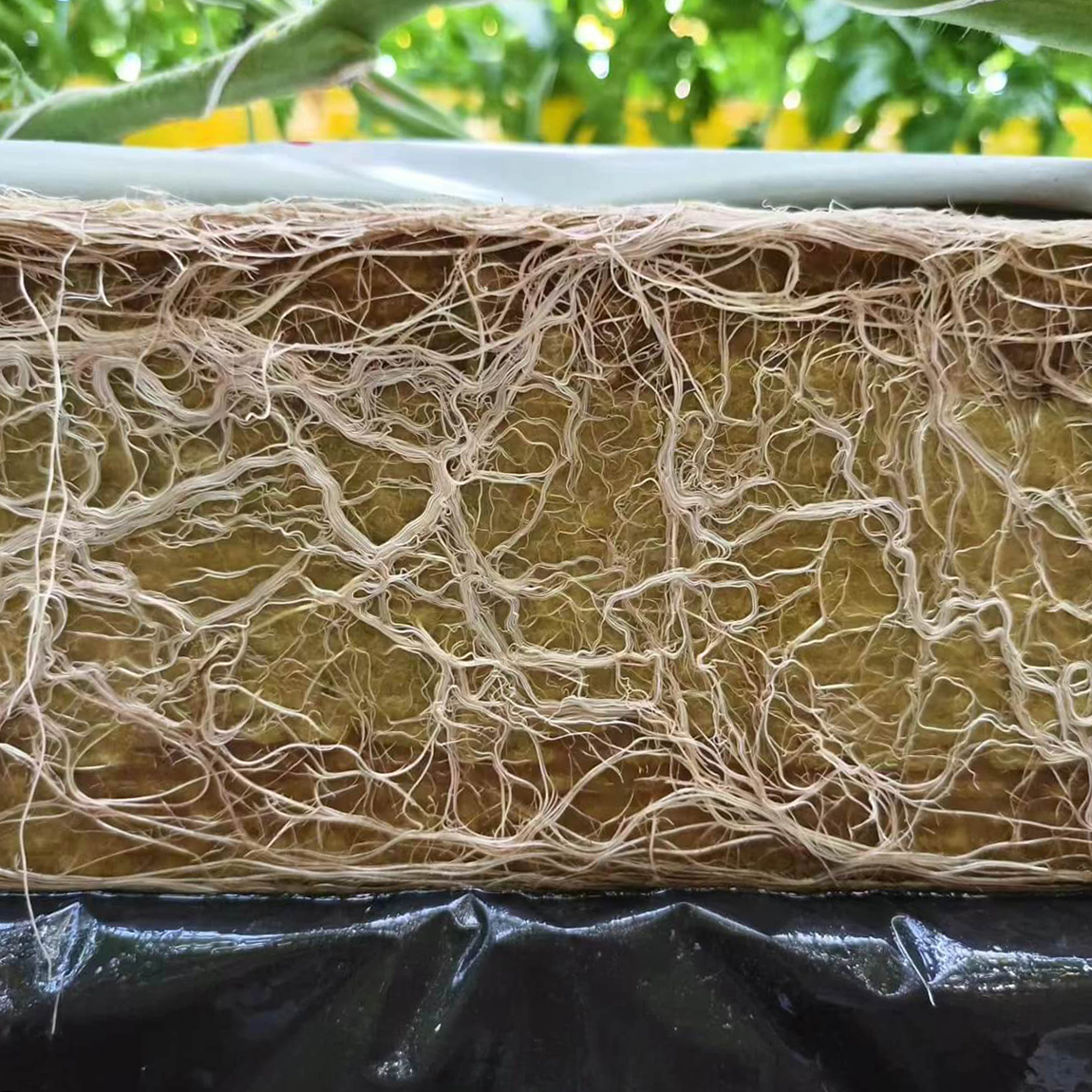 greenhouse cucumber growing slab with dense plant root system