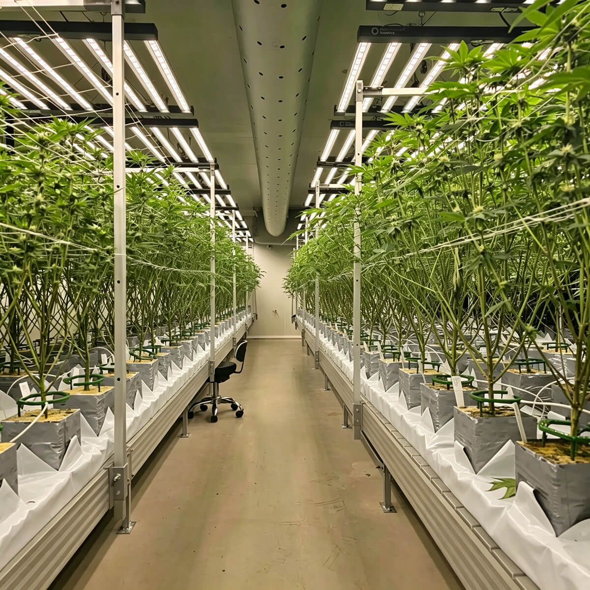 rock wool growing slab system for indoor commercial crop production