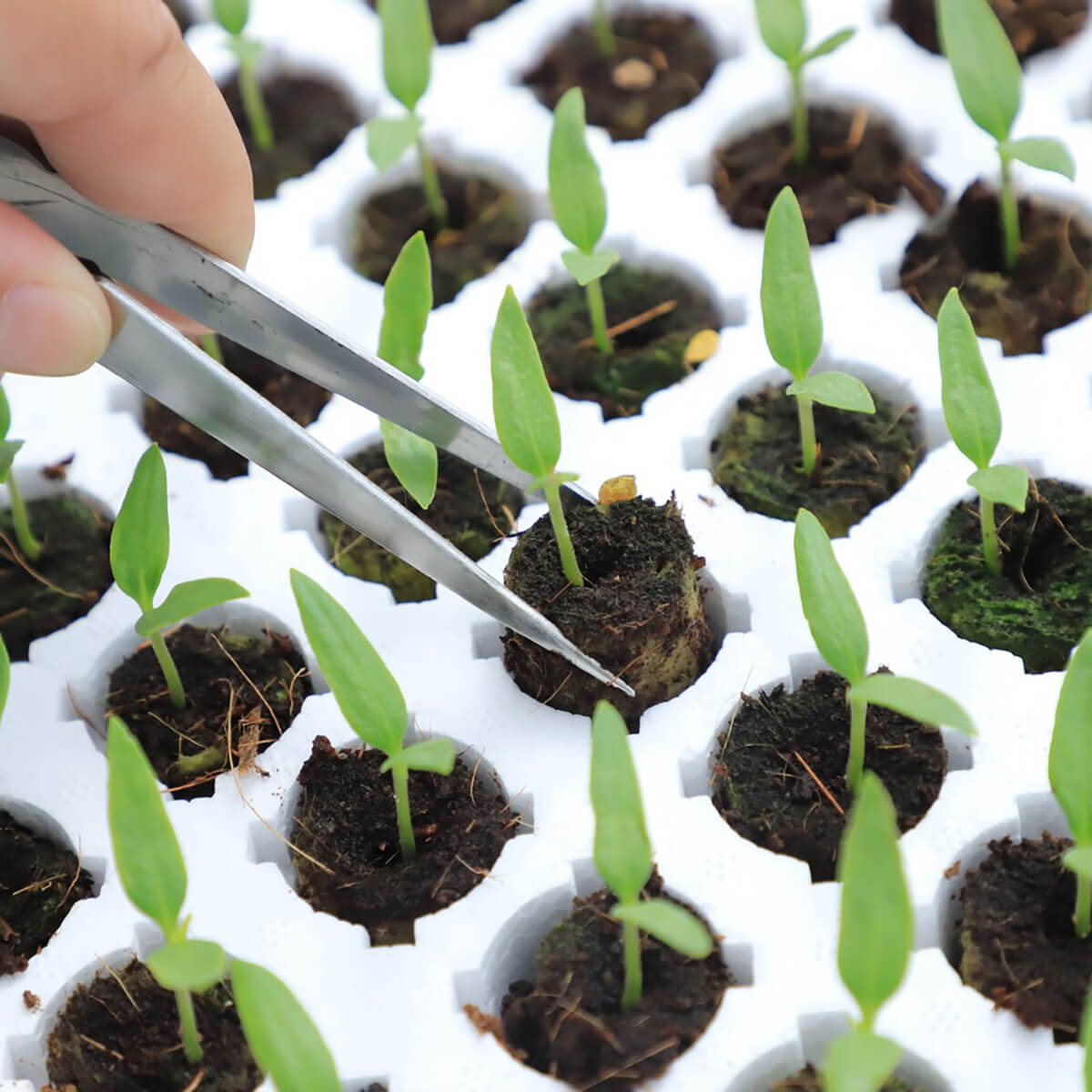 propagation tray for manual seedling transplanting and growing