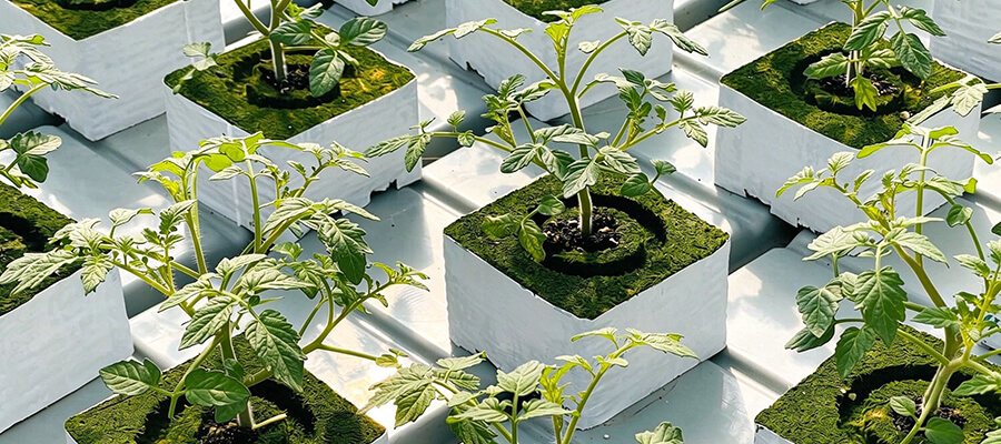 transplanting and root establishment stage