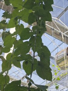 Hop Plants in Custom Rock Wool Substrates Healthy hop plants growing in custom rock wool substrates in commercial greenhouse for craft brewing