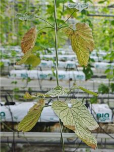Hop plant leaf damage symptom caused by root‑rot under organic substrate high‑frequency fertigation