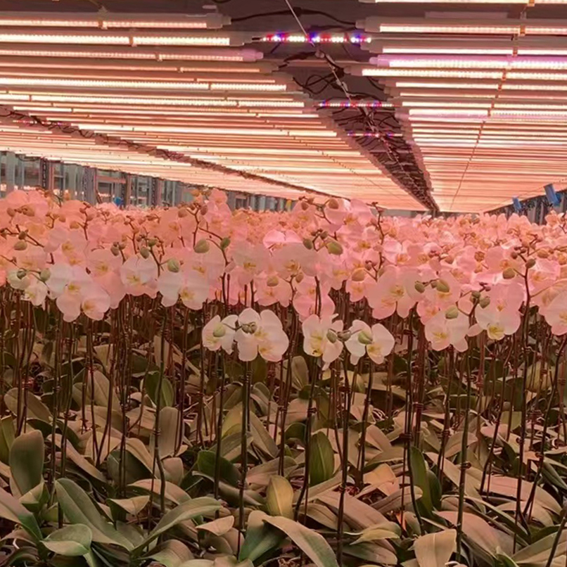 orchid LED grow light for Phalaenopsis flowering cultivation