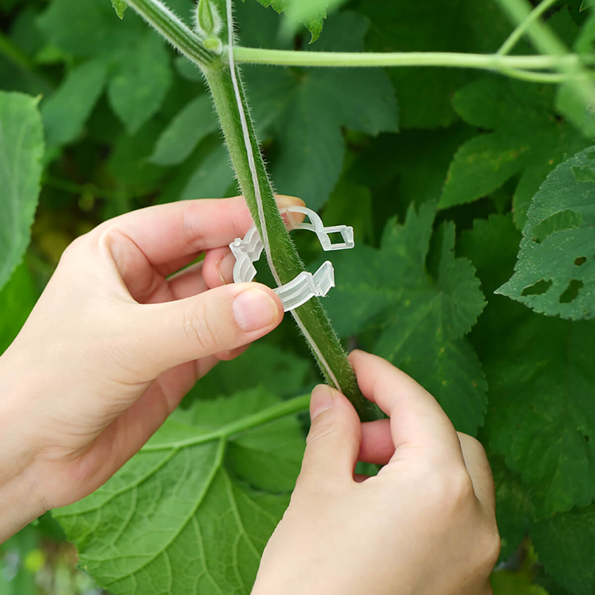 Plant support trellis clip in commercial greenhouse with plants