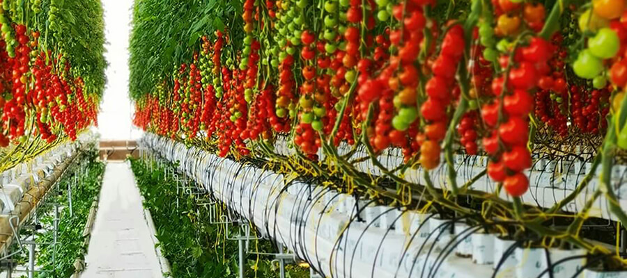 Greenhouse LED lighting