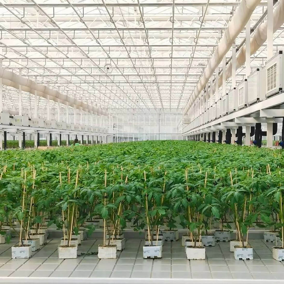 Commercial greenhouse with rows of rock wool growing blocks 100S for large-scale cultivation