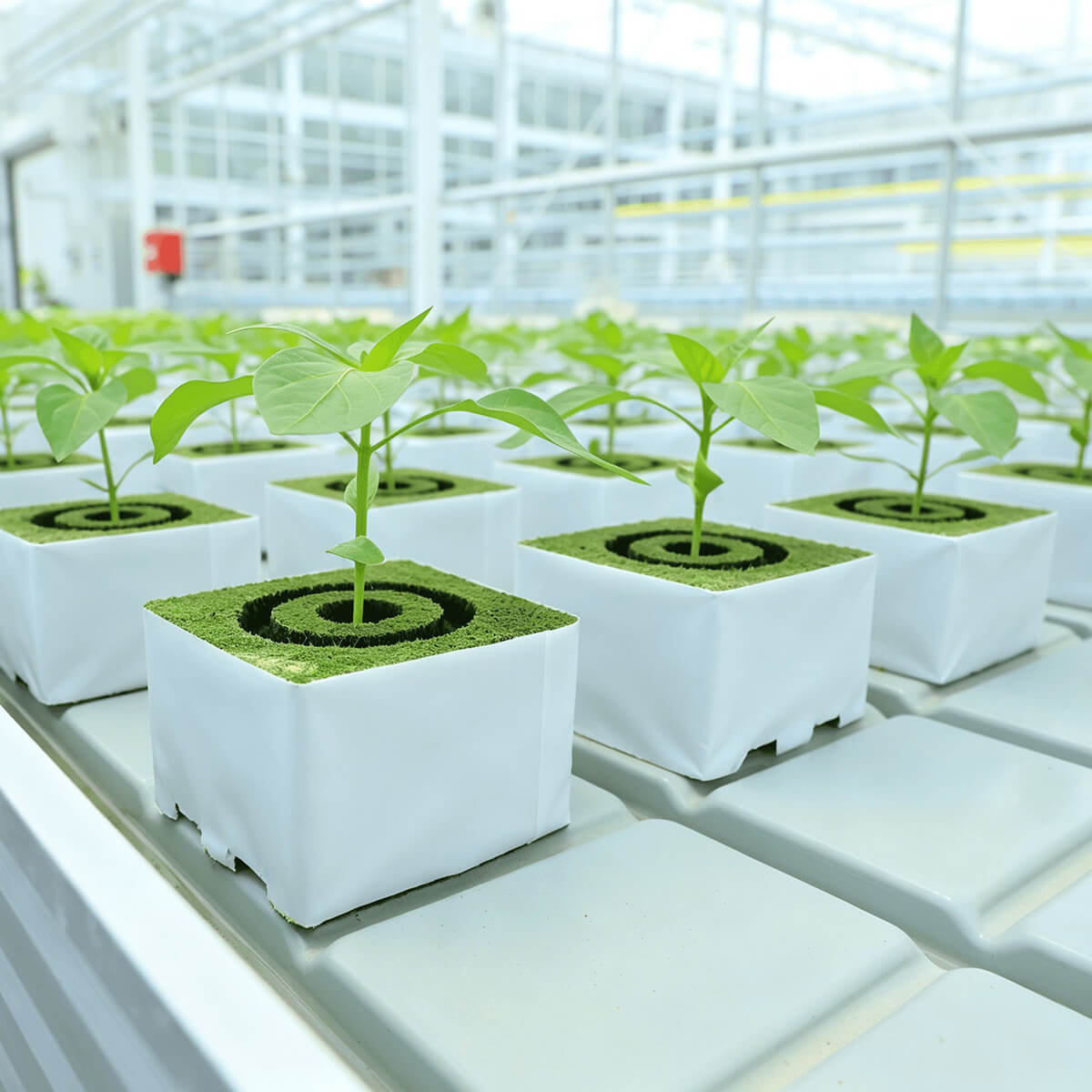 Rock wool growing blocks 100S arranged in commercial greenhouse with crops growing