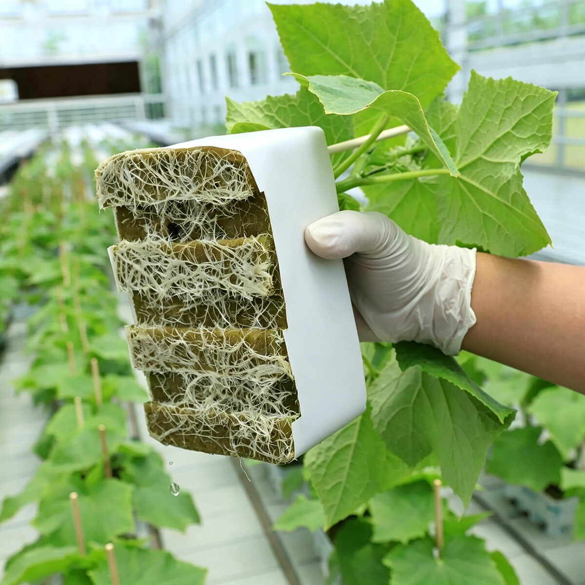 Hand holding rock wool growing block R150S showing dense root structure and healthy plant growth