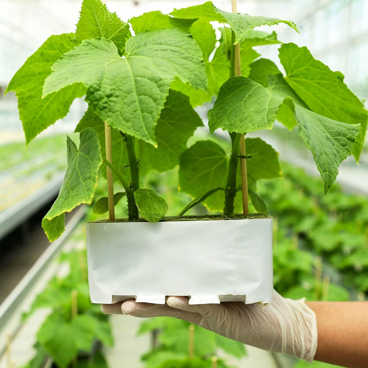 Single rock wool growing block R150S with healthy plant growing, held by hand in greenhouse
