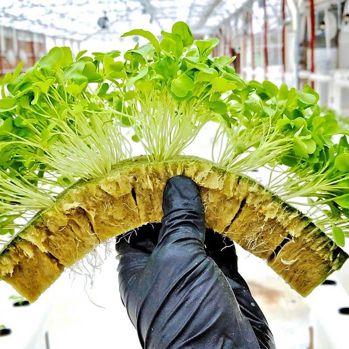 starter plugs with well-developed plant root system