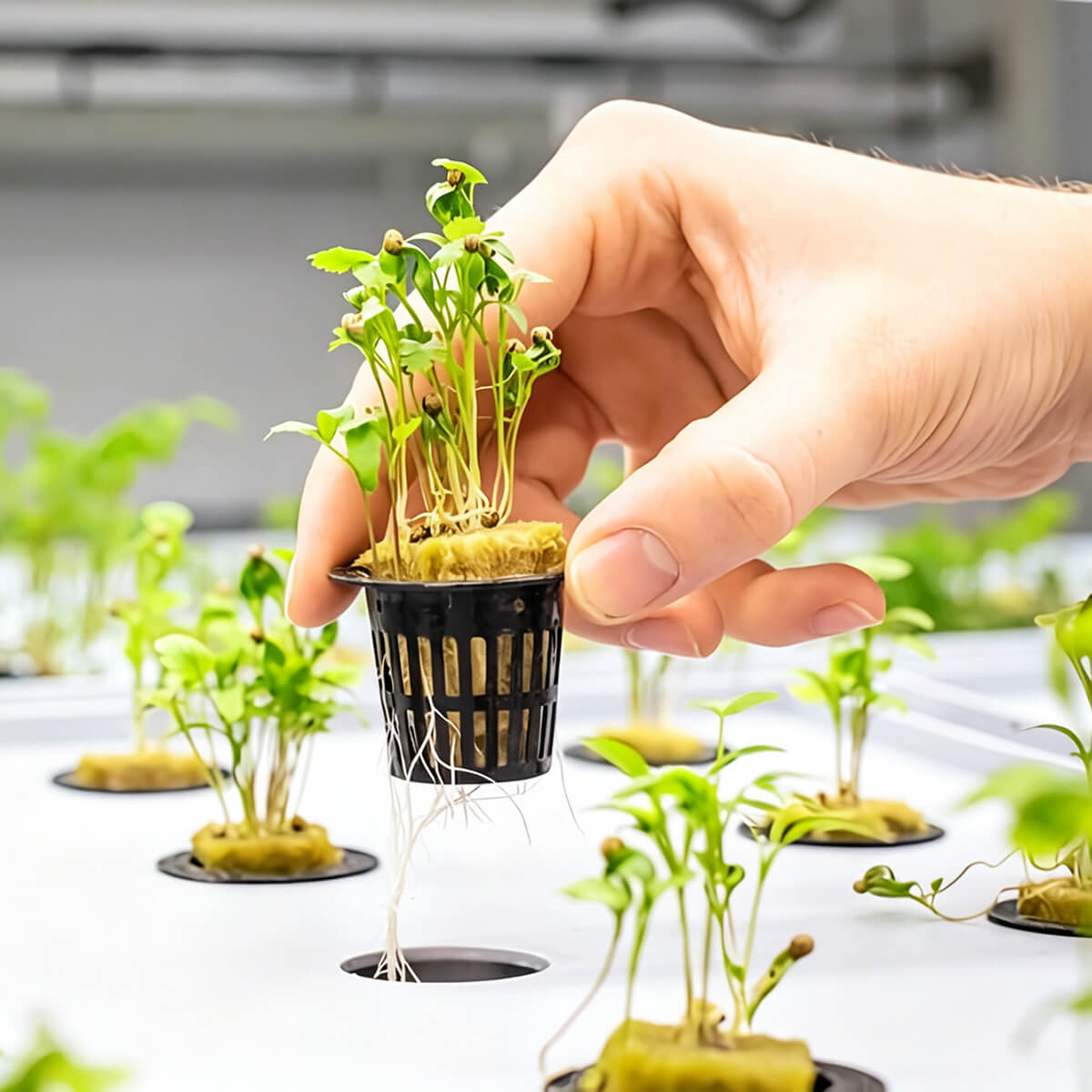rock wool plugs for hydroponic seedling cultivation