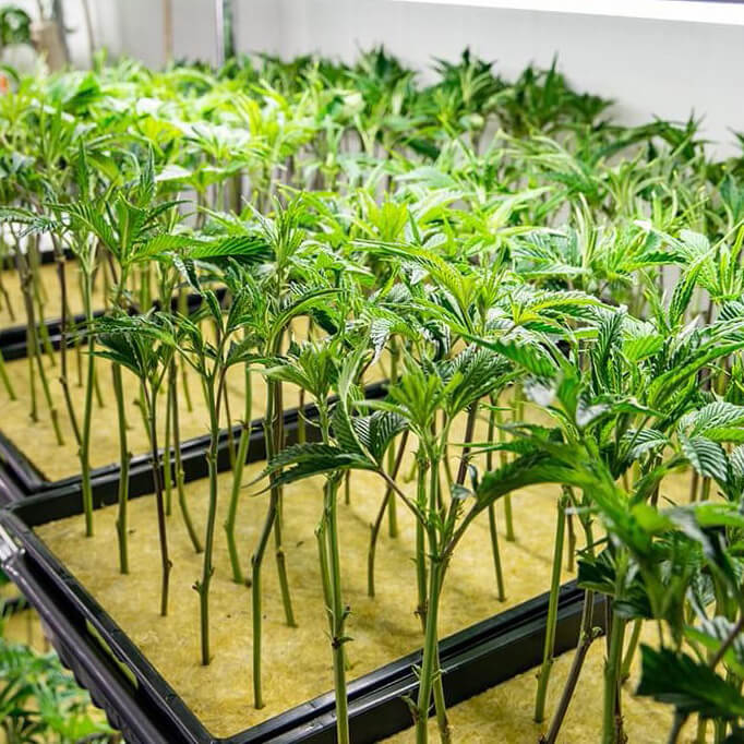cannabis propagation plug used with growing tray for hydroponic plant cutting propagation