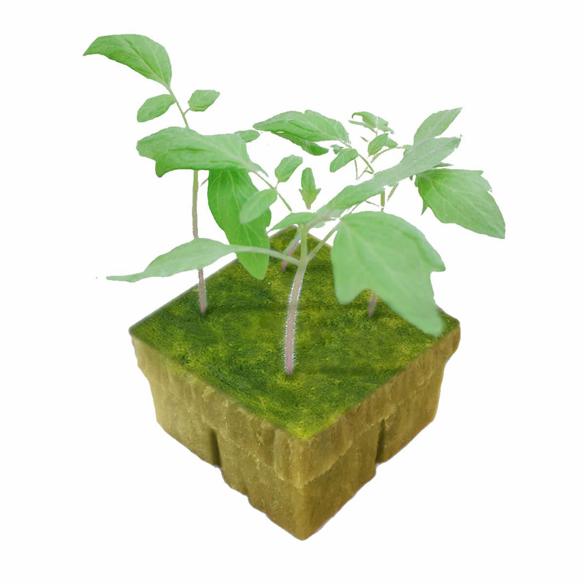 Pre-cut rock wool plugs with healthy seedling growing from the plug