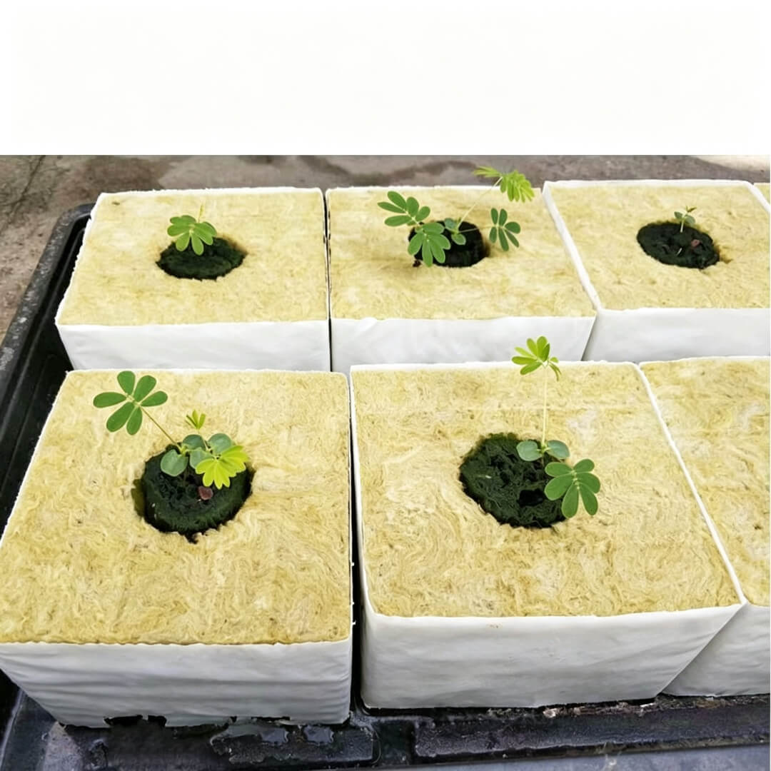 stone wool propagation plugs used for greenhouse seedling growing