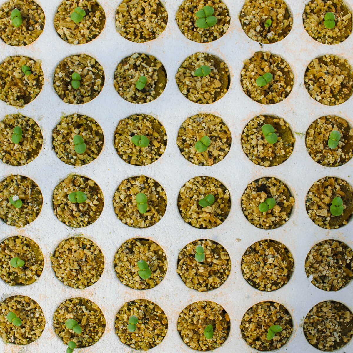 22mm rock wool plug in growing tray for seed germination