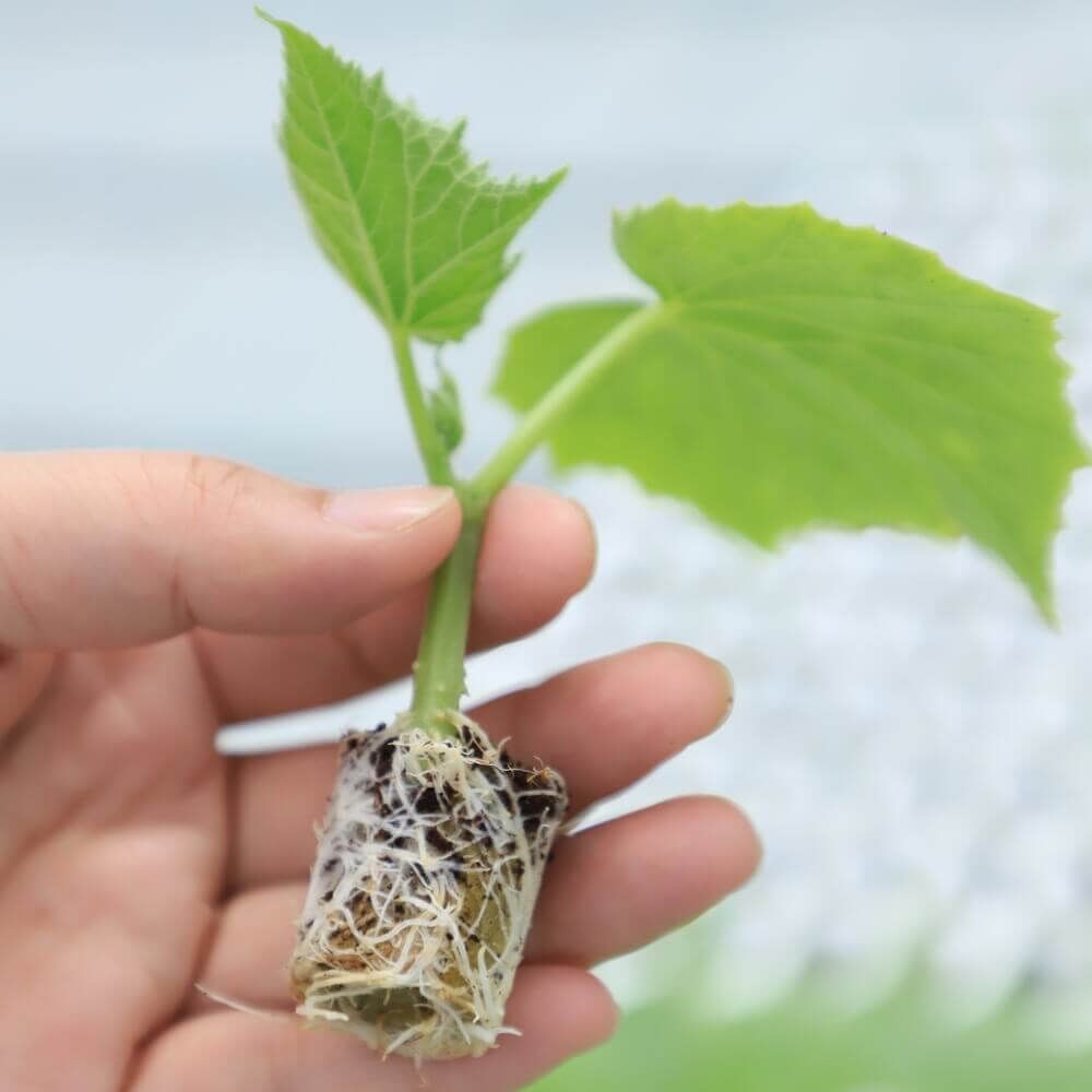 round rock wool propagation plugs with rooted seedling for plant cutting