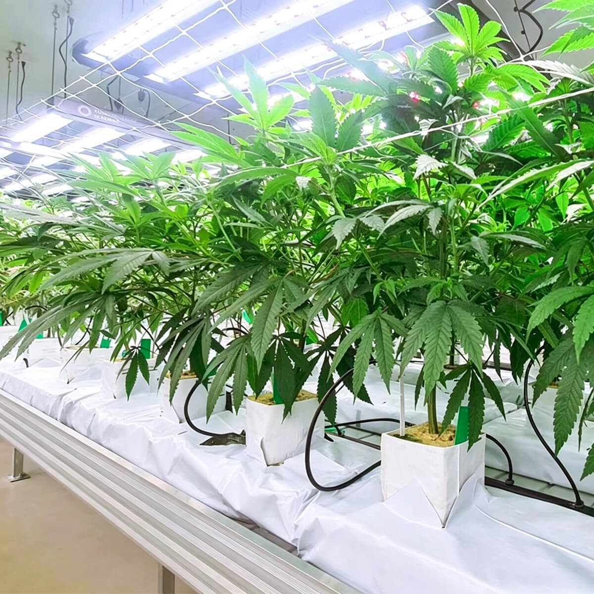 rock wool slab used under LED grow lights in commercial indoor farm
